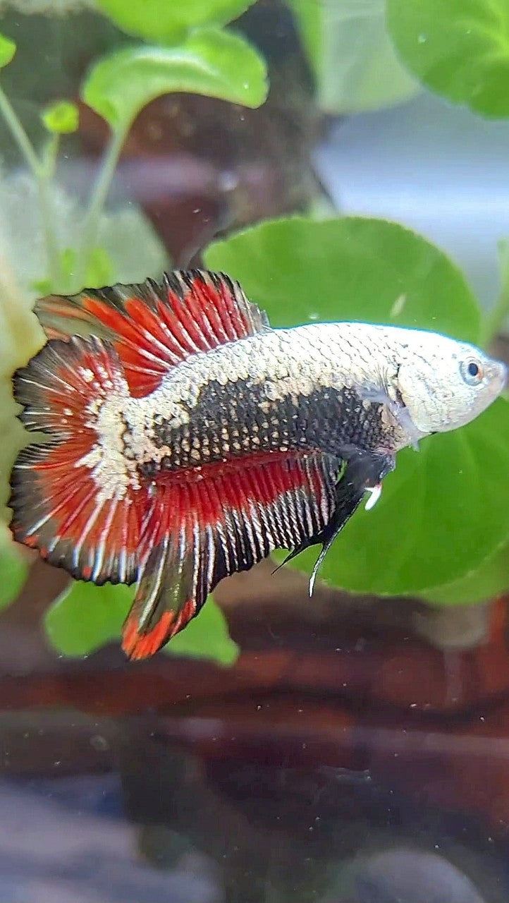 PLAKAT DOUBLE TAIL BLACK SAMURAI SNOW RED BETTA FISH