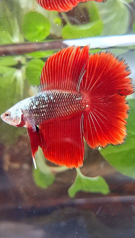 HALFMOON DOUBLE TAIL BLACK RED SAMURAI SNOW MASK BETTA FISH