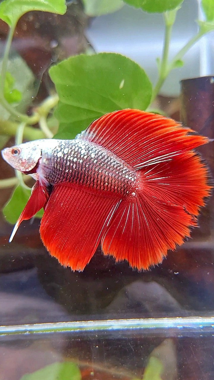 HALFMOON DOUBLE TAIL BLACK RED SAMURAI SNOW MASK BETTA FISH