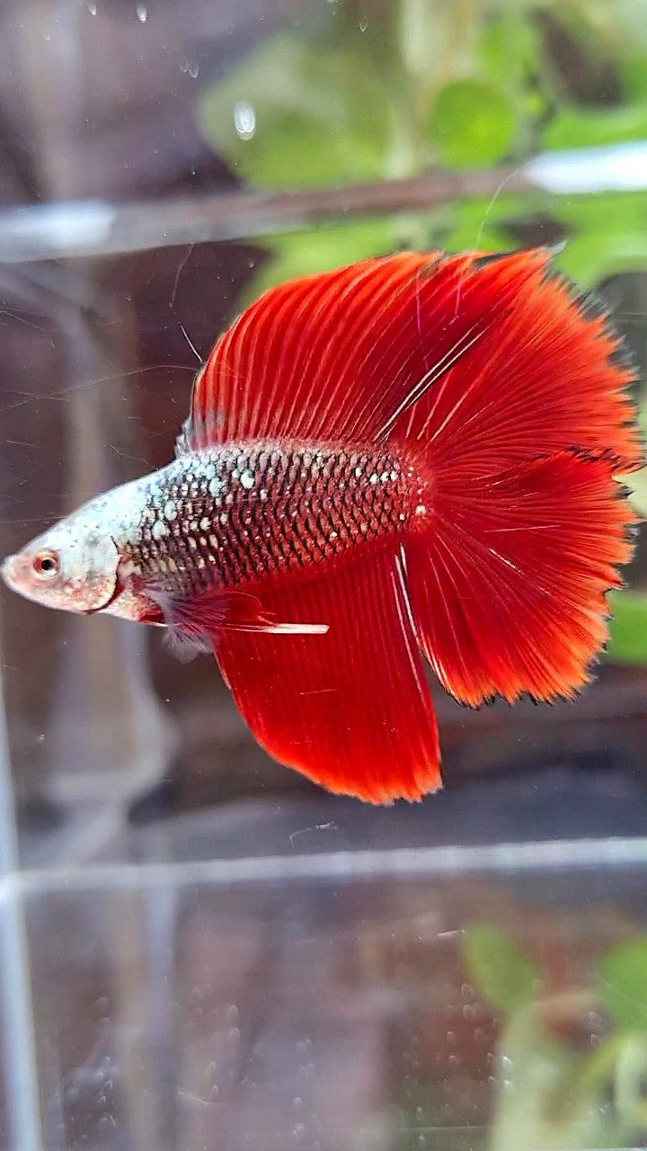 HALFMOON DOUBLE TAIL BLACK RED SAMURAI SNOW MASK BETTA FISH