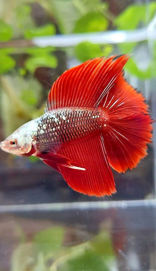 HALFMOON DOUBLE TAIL BLACK RED SAMURAI SNOW MASK BETTA FISH