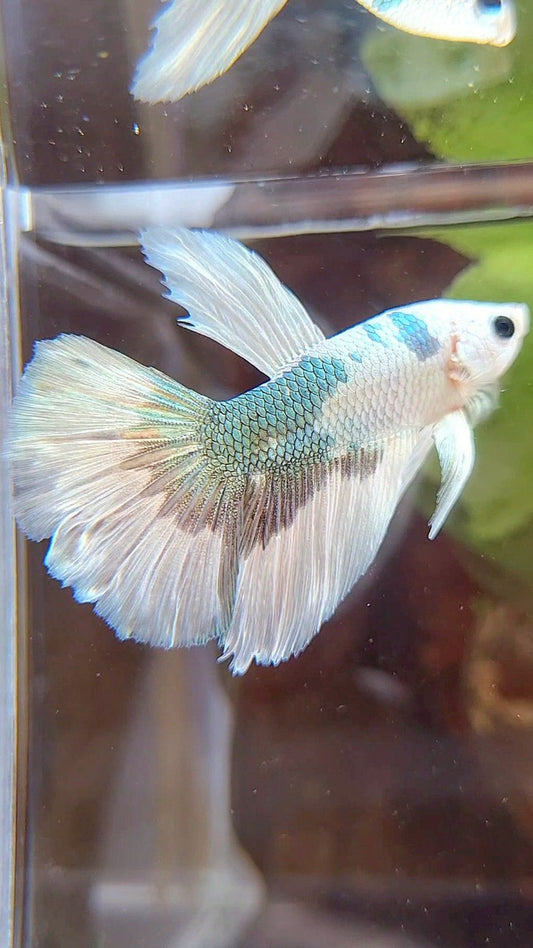 HALFMOON WHITE COPPER MARBLE PATTERN BETTA FISH
