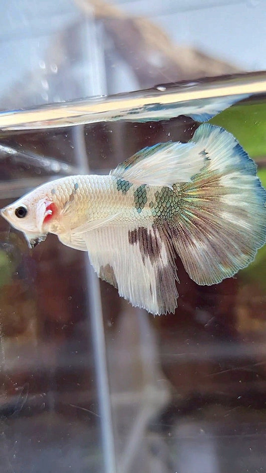 HALFMOON WHITE COPPER DOTS MARBLE PATTERN BETTA FISH