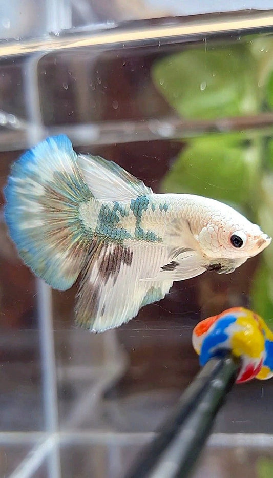 HALFMOON WHITE COPPER DOTS MARBLE PATTERN BETTA FISH