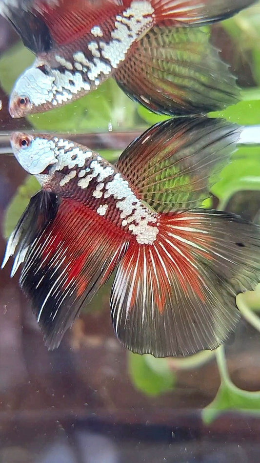 HALFMOON BLACK SAMURAI SNOW MASKING RED BETTA FISH