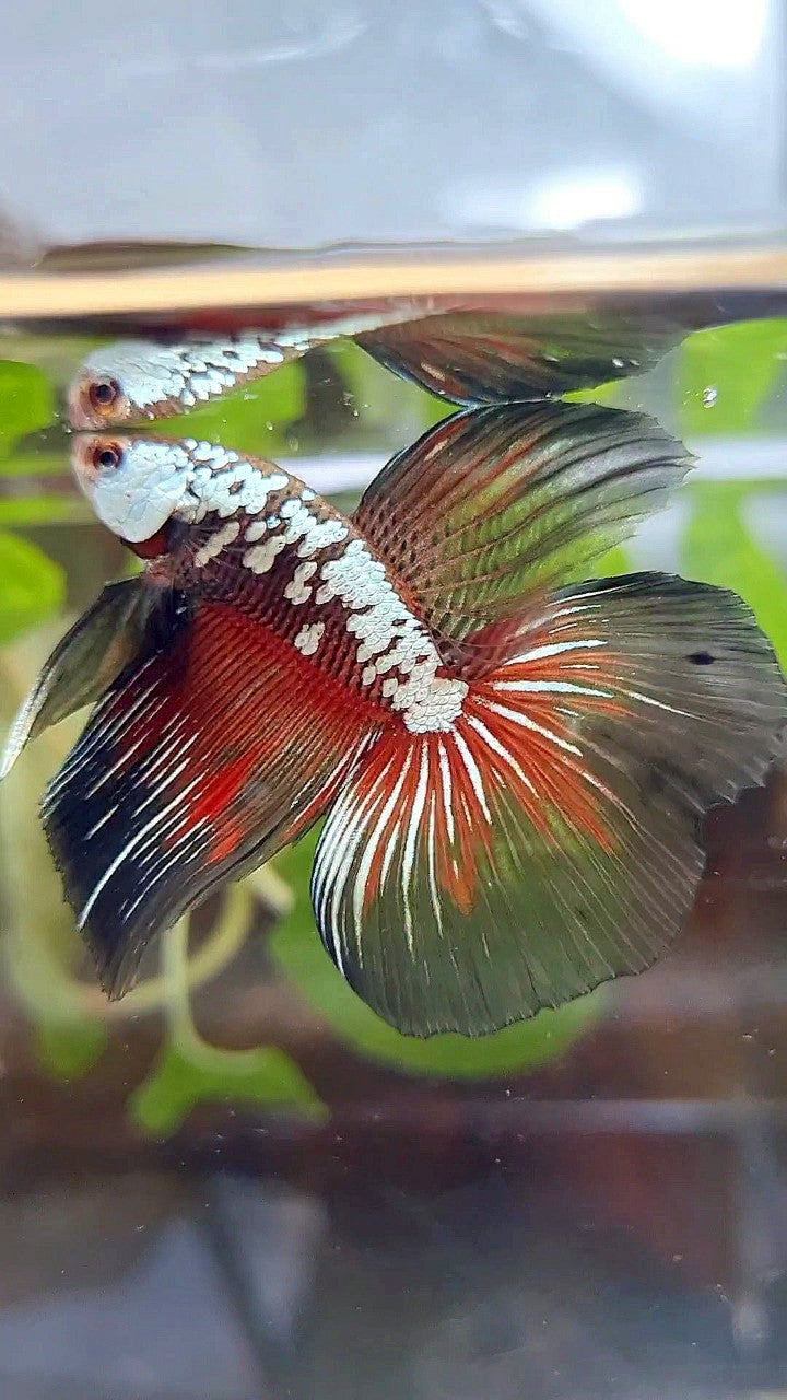 HALFMOON BLACK SAMURAI SNOW MASKING RED BETTA FISH