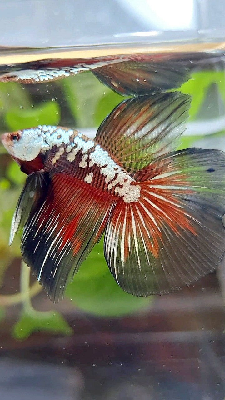 HALFMOON BLACK SAMURAI SNOW MASKING RED BETTA FISH