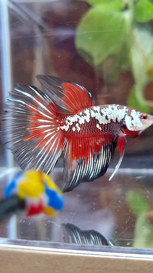 HALFMOON BLACK SAMURAI SNOW MASKING RED BETTA FISH