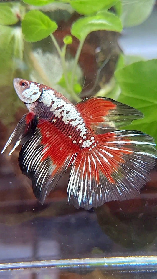 HALFMOON BLACK SAMURAI SNOW MASKING RED BETTA FISH