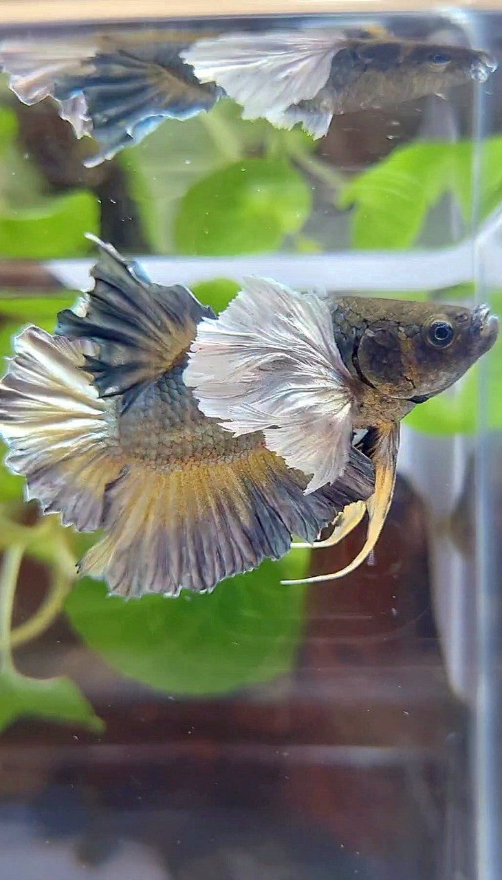 PLAKAT SUPER DUMBO EAR FULL COPPER YELLOW BETTA FISH