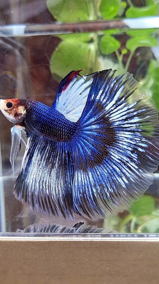 XL HALFMOON ROSETAIL BLUE BLACK FANCY PATTERN BETTA FISH