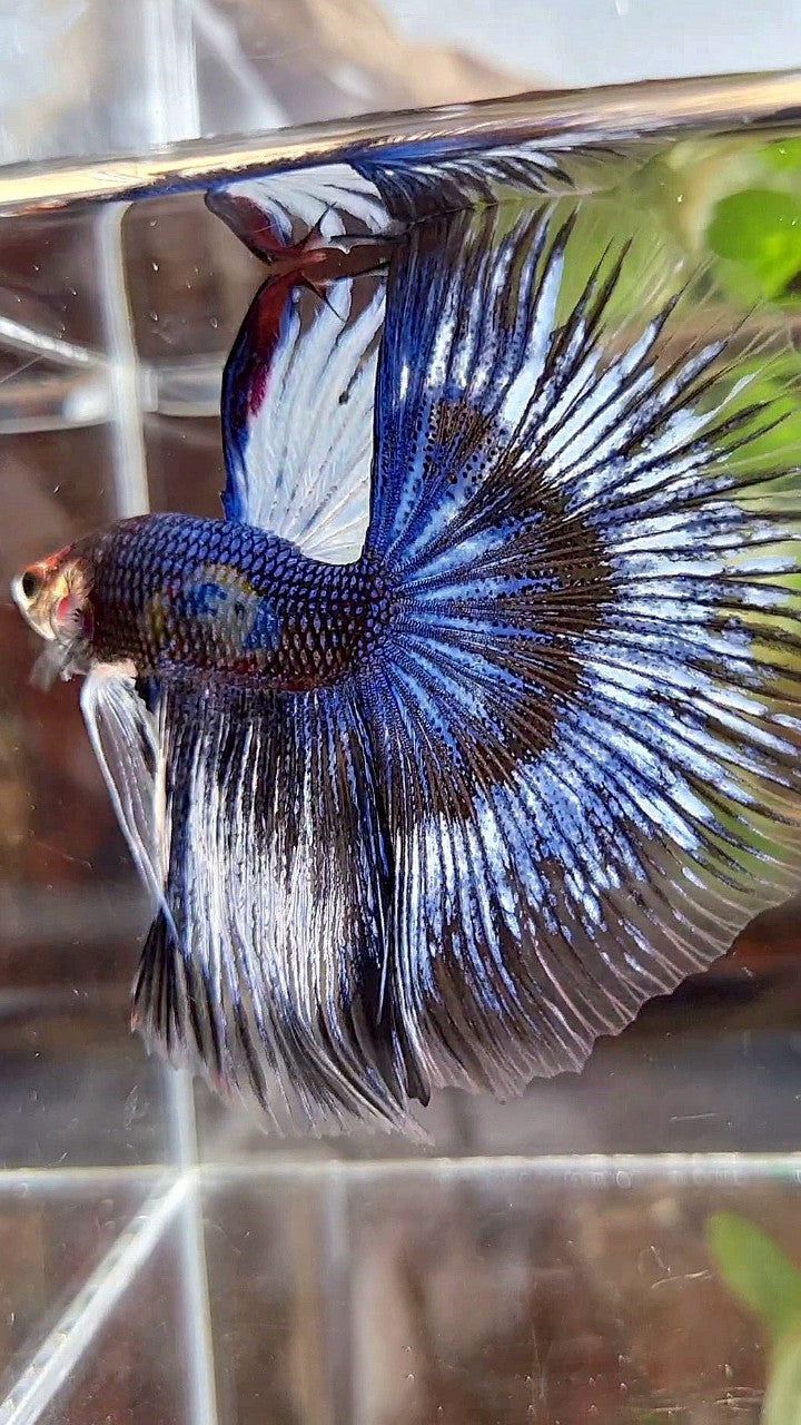 GIANT & XL Size – Rare Betta Fish Store