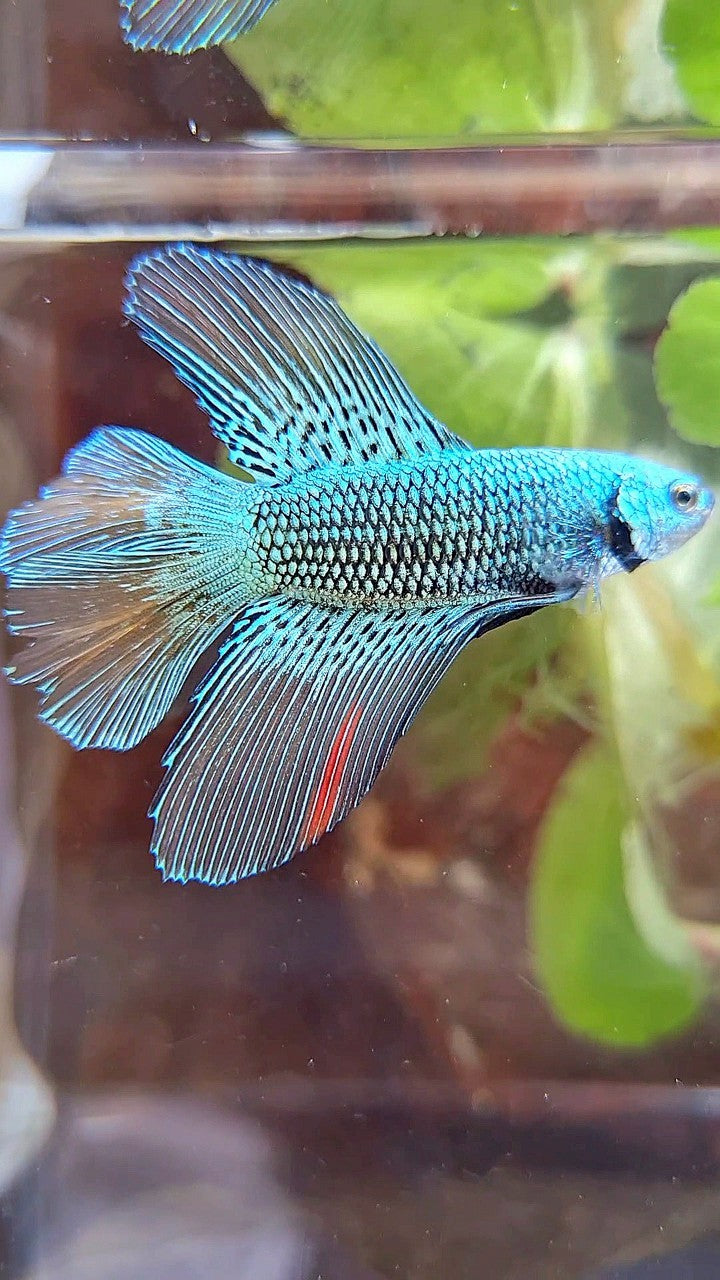 LUXURY HALFMOON DOUBLE TAIL ALIEN GREEN HYBRID WILD BETTA FISH