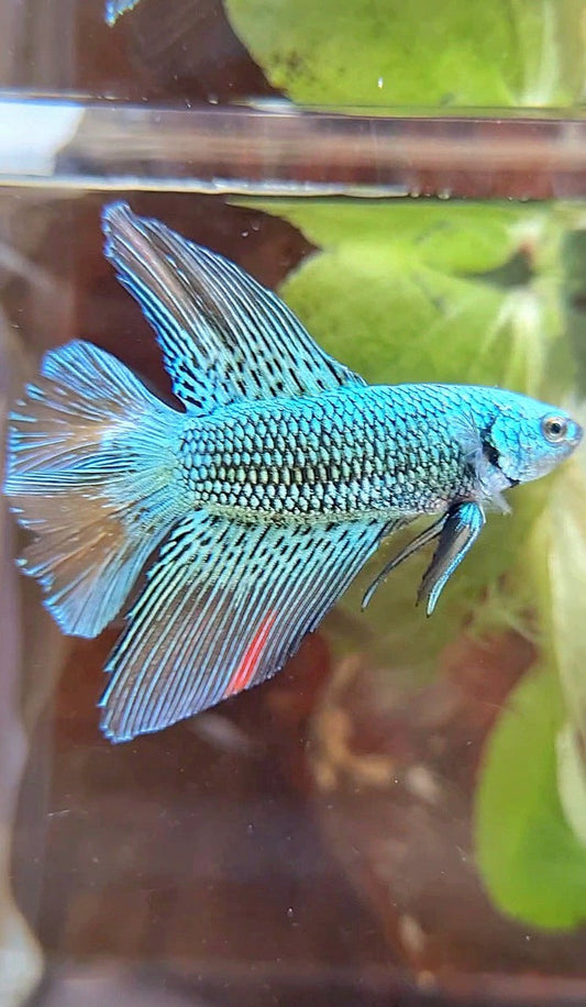 LUXURY HALFMOON DOUBLE TAIL ALIEN GREEN HYBRID WILD BETTA FISH