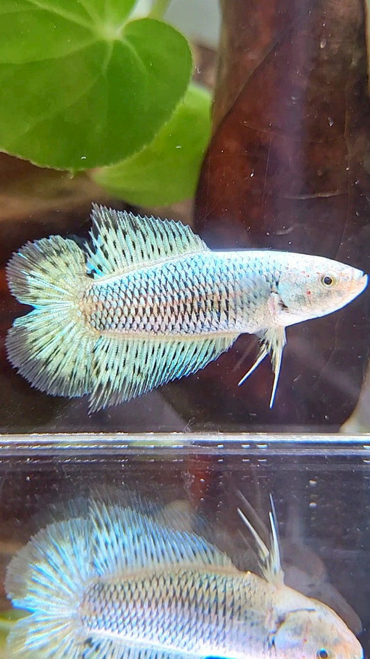 LUXURY FEMALE HALFMOON DOUBLE TAIL ALIEN GREEN HYBRID WILD BETTA FISH