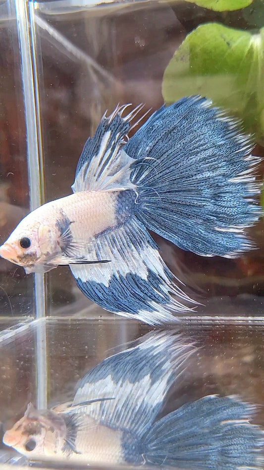 HALFSUN WHITE BLUE MARBLE PATTERN BETTA FISH