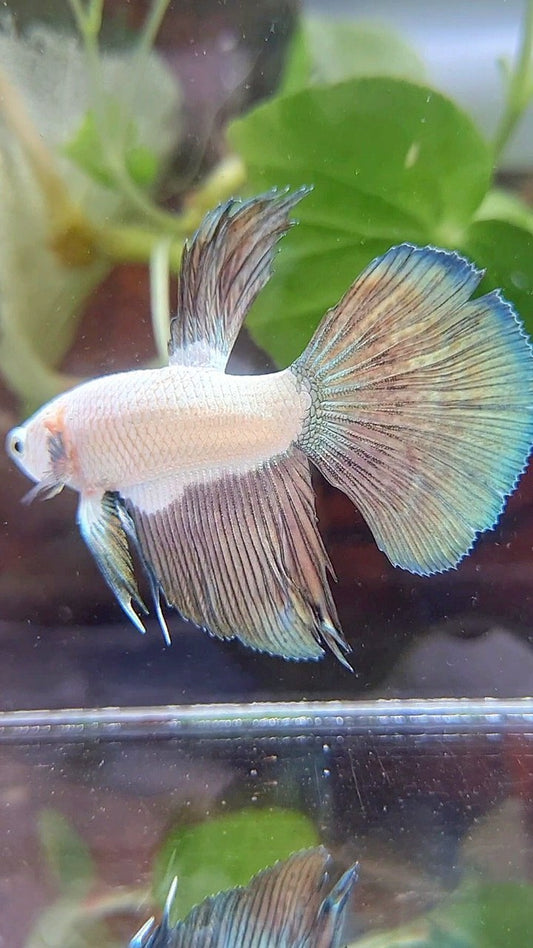 HALFSUN COPPER RIM BICOLOR BETTA FISH