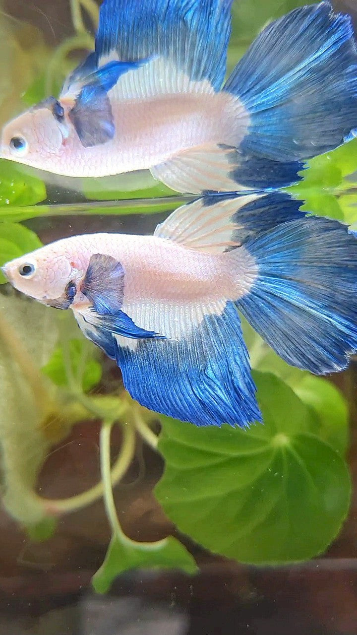 HALFMOON BLUE RIM BUTTERFLY BETTA FISH