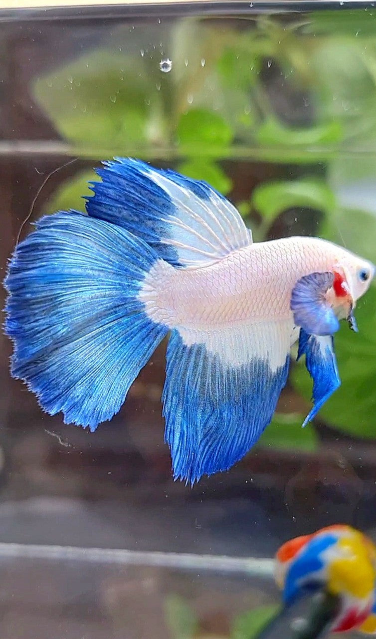 HALFMOON BLUE RIM BUTTERFLY BETTA FISH