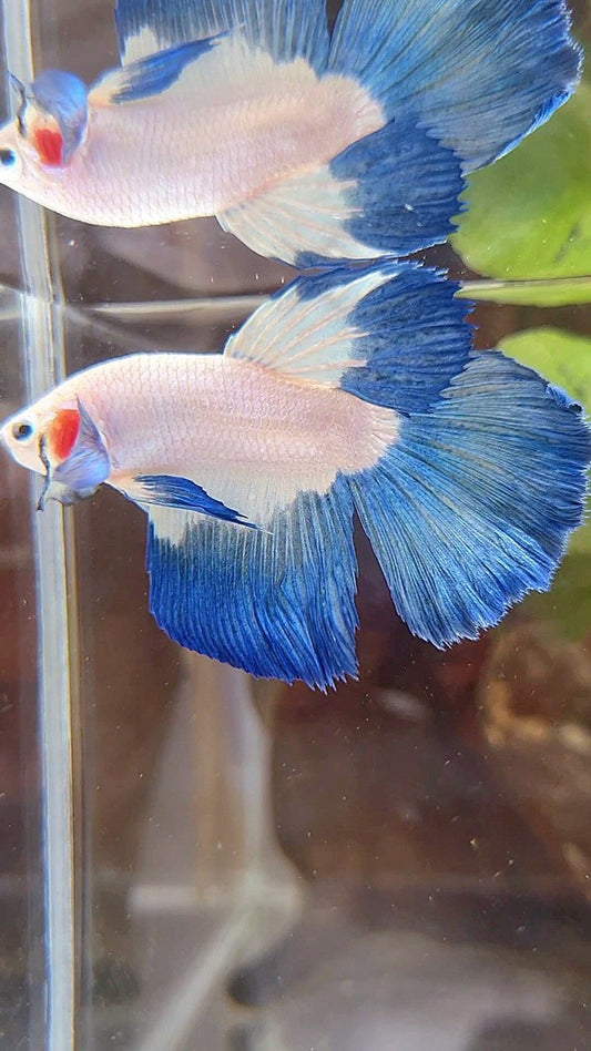 HALFMOON BLUE RIM BUTTERFLY BETTA FISH