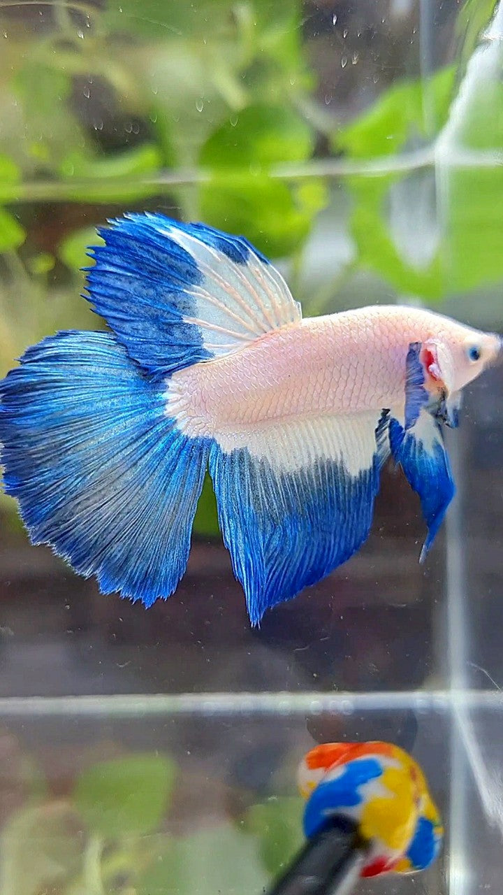 HALFMOON BLUE RIM BUTTERFLY BETTA FISH