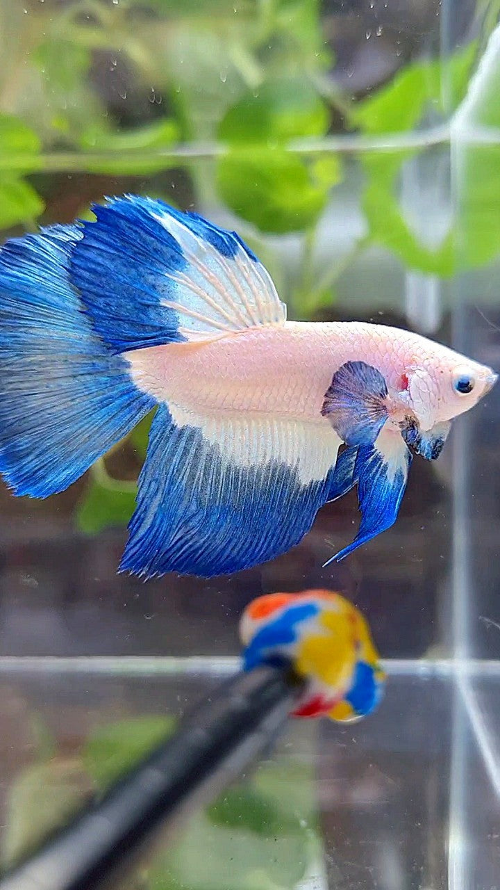HALFMOON BLUE RIM BUTTERFLY BETTA FISH