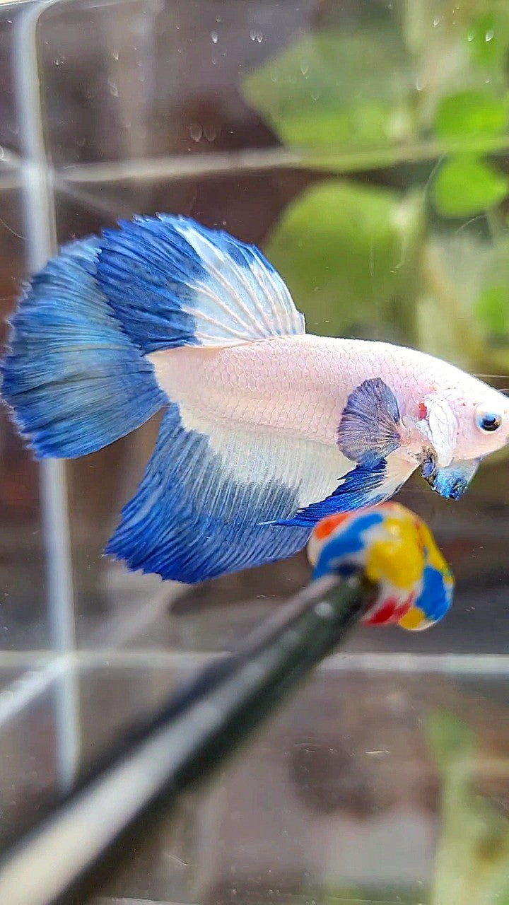HALFMOON BLUE RIM BUTTERFLY BETTA FISH