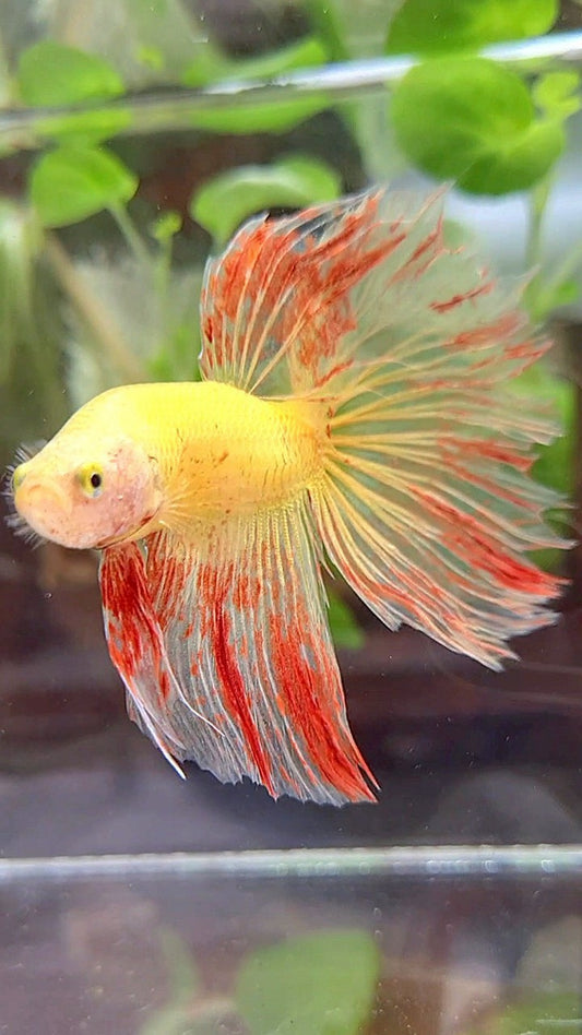 HALFMOON ROSETAIL SUPER VANDA YELLOW BETTA FISH