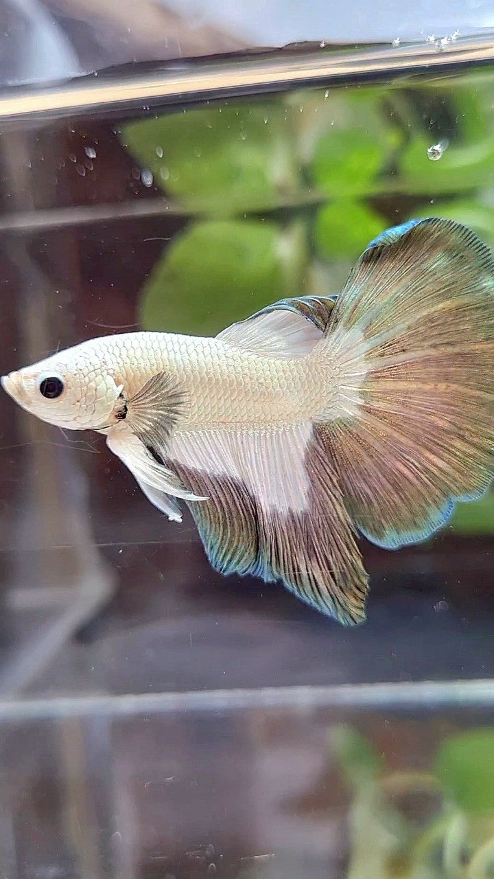 HALFMOON COPPER RIM BUTTERFLY PATTERN BETTA FISH