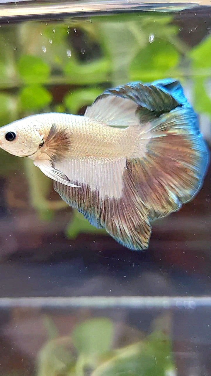 HALFMOON COPPER RIM BUTTERFLY PATTERN BETTA FISH