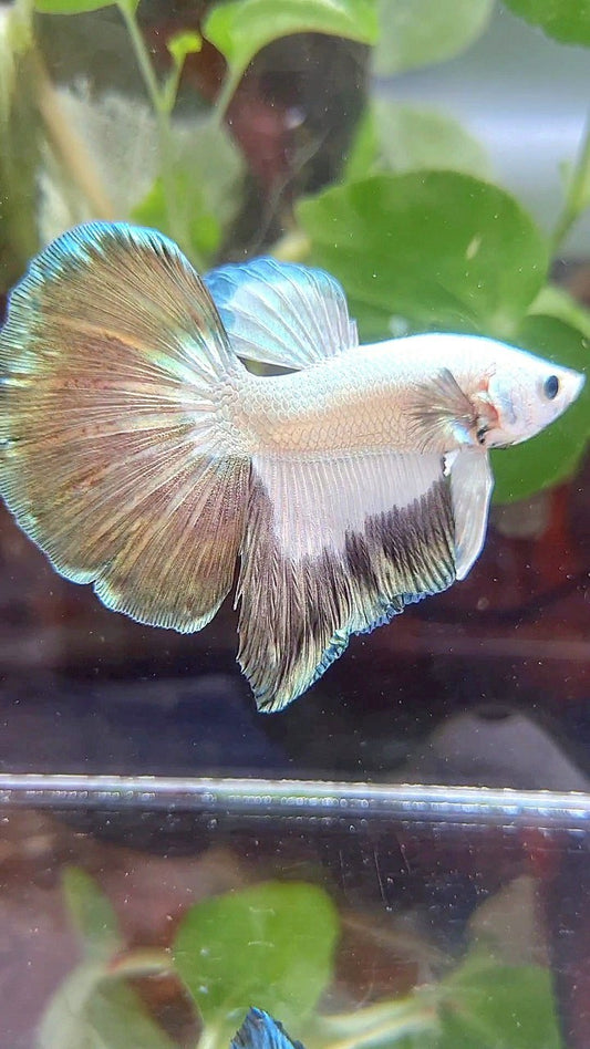 HALFMOON COPPER RIM BUTTERFLY PATTERN BETTA FISH