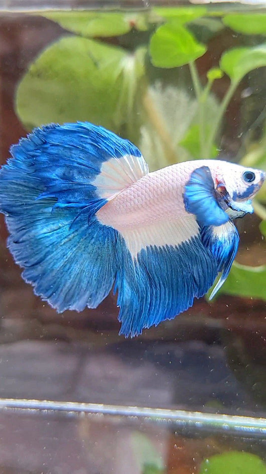 HALFMOON ROSETAIL BLUE RIM PATTERN BETTA FISH