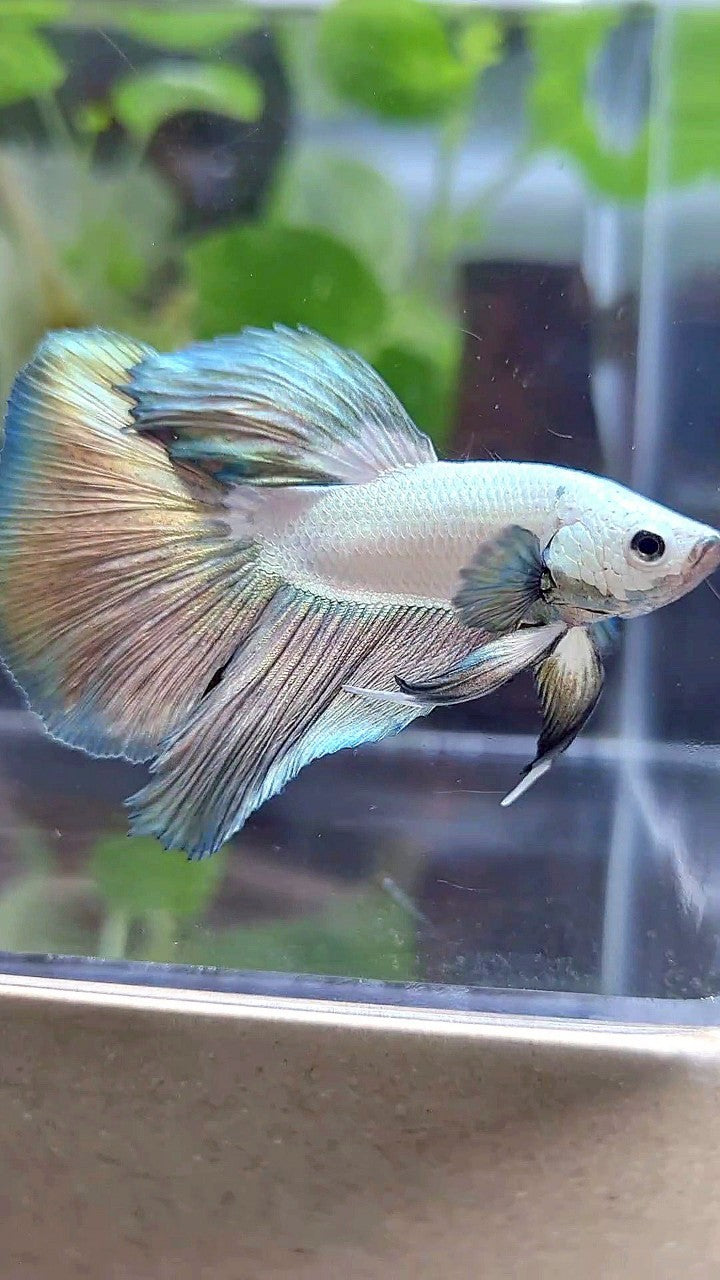HALFMOON COPPER RIM BICOLOR BETTA FISH