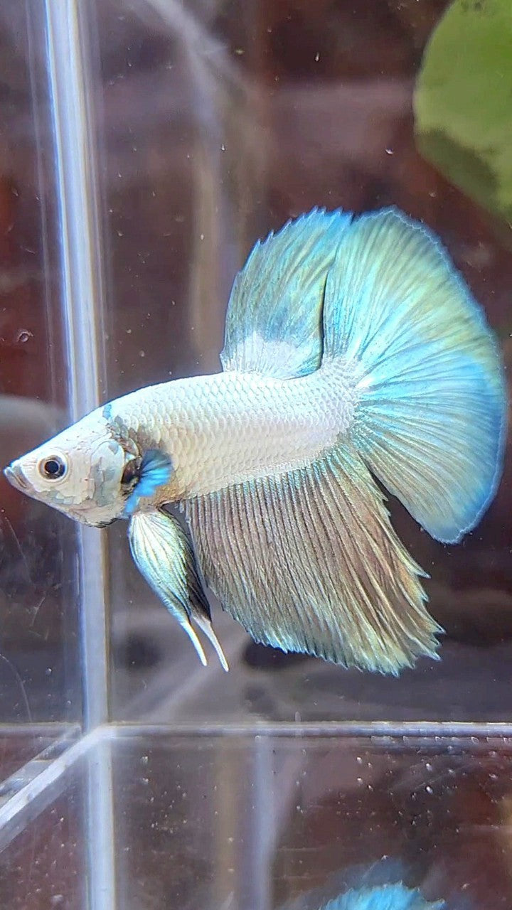 HALFMOON COPPER RIM BICOLOR BETTA FISH