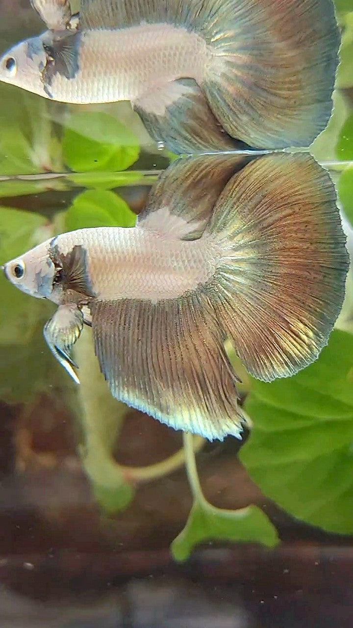 HALFMOON COPPER RIM BICOLOR BETTA FISH