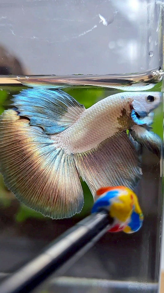 HALFMOON COPPER RIM BICOLOR BETTA FISH