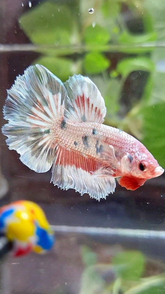 HALFMOON ROSETAIL COPPER RIM MARBLE FLAMINGGO PATTERN BETTA FISH