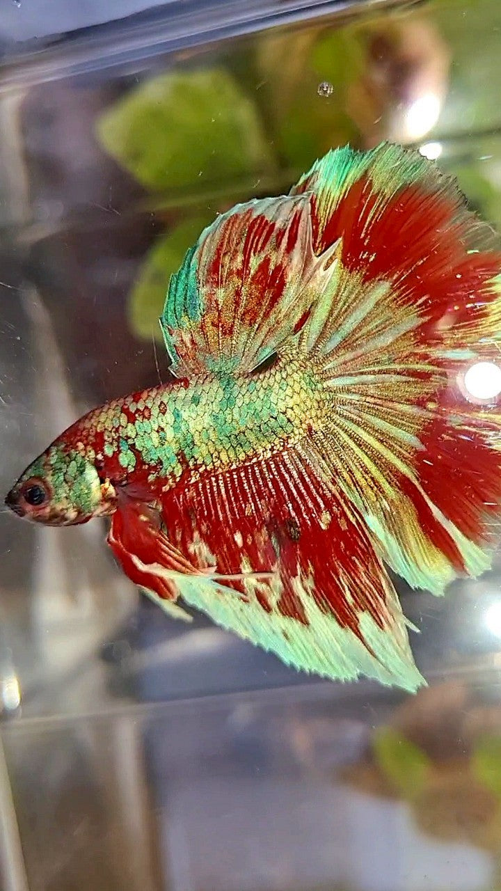 HALFMOON ROSETAIL BARONGSAI RED WHITE GALAXY MULTICOLOR BETTA FISH