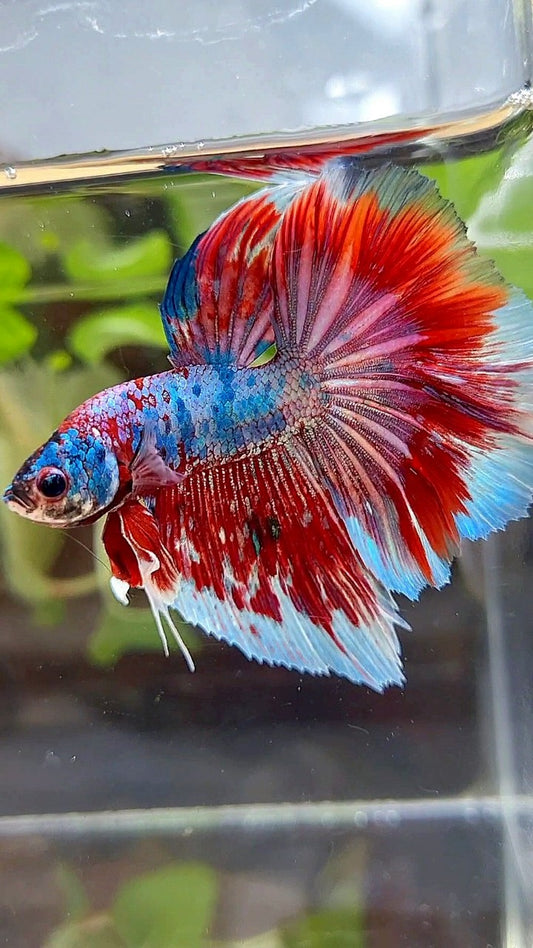 HALFMOON ROSETAIL BARONGSAI RED WHITE GALAXY MULTICOLOR BETTA FISH