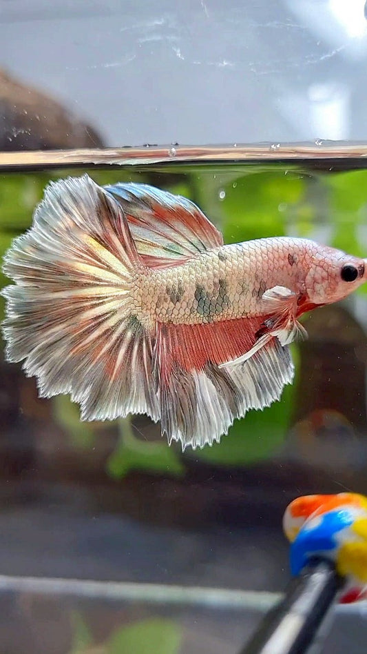 HALFMOON ROSETAIL COPPER RIM MARBLE FLAMINGGO PATTERN BETTA FISH