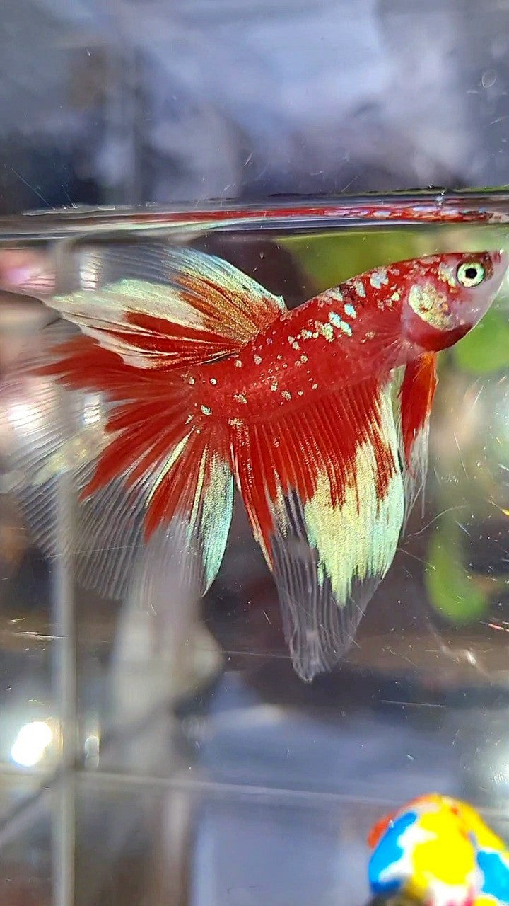 HALFMOON RED PURPLE GALAX RPG BETTA FISH