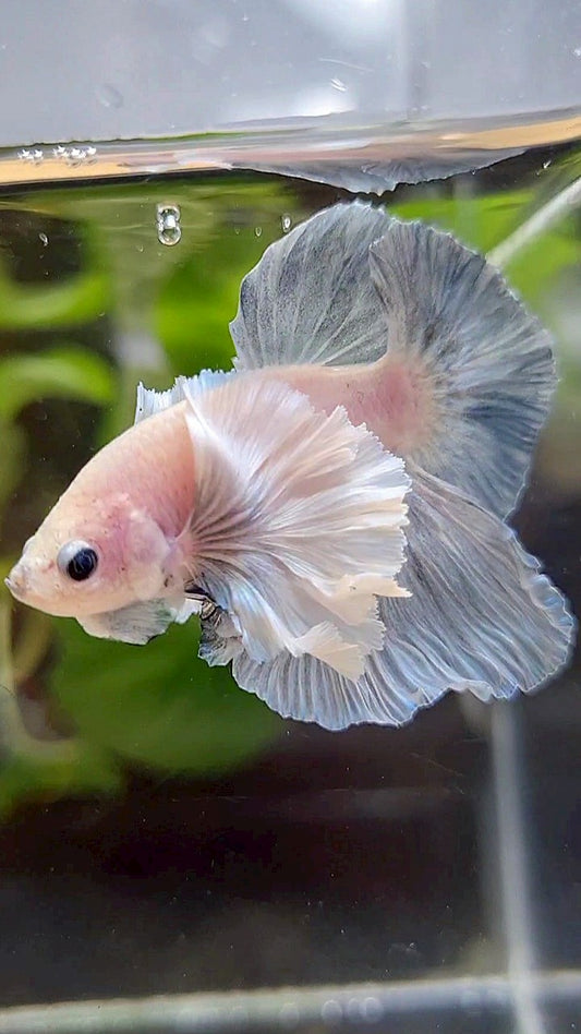 HMPK SUPER DUMBO EAR BLUE LIGHT GRIZZLE BETTA FISH