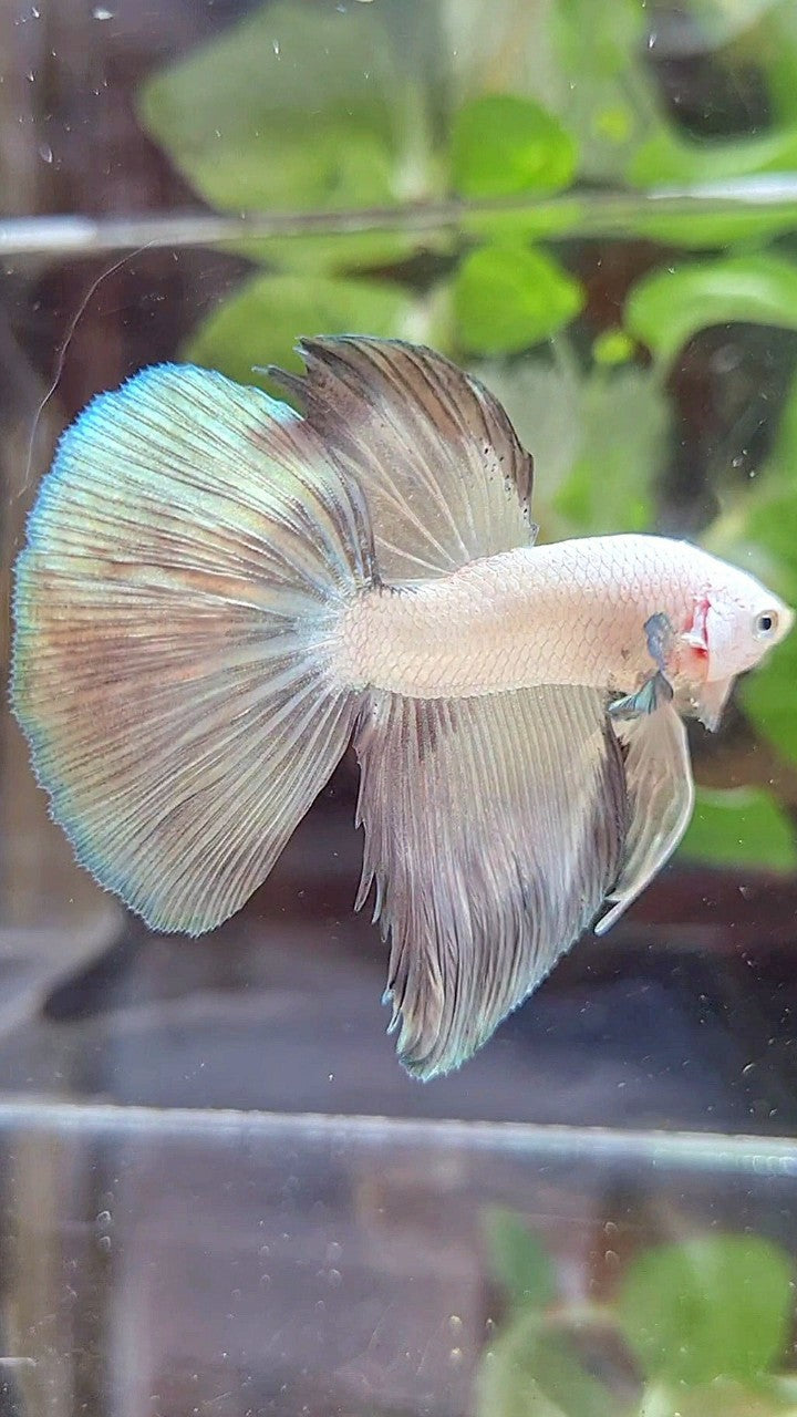HALFMOON COPPER RIM BICOLOR BETTA FISH