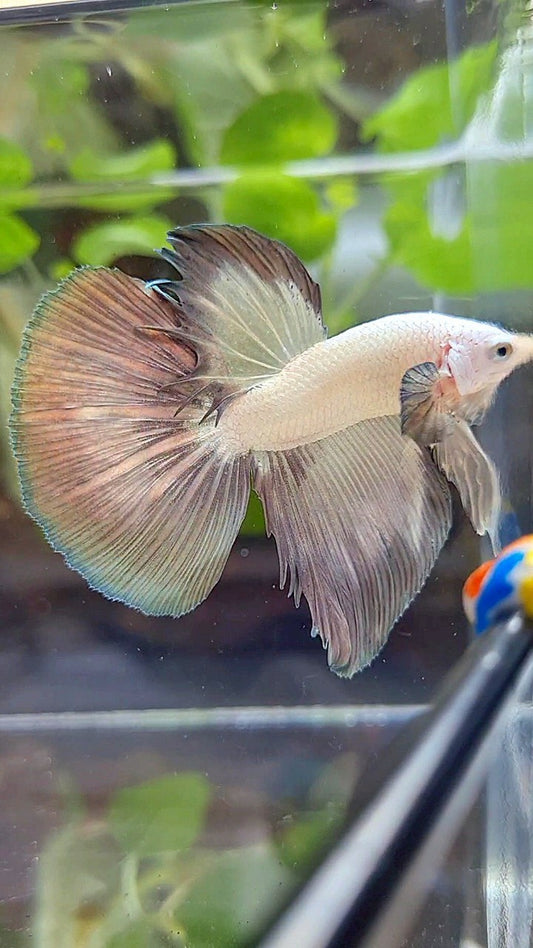 HALFMOON COPPER RIM BICOLOR BETTA FISH