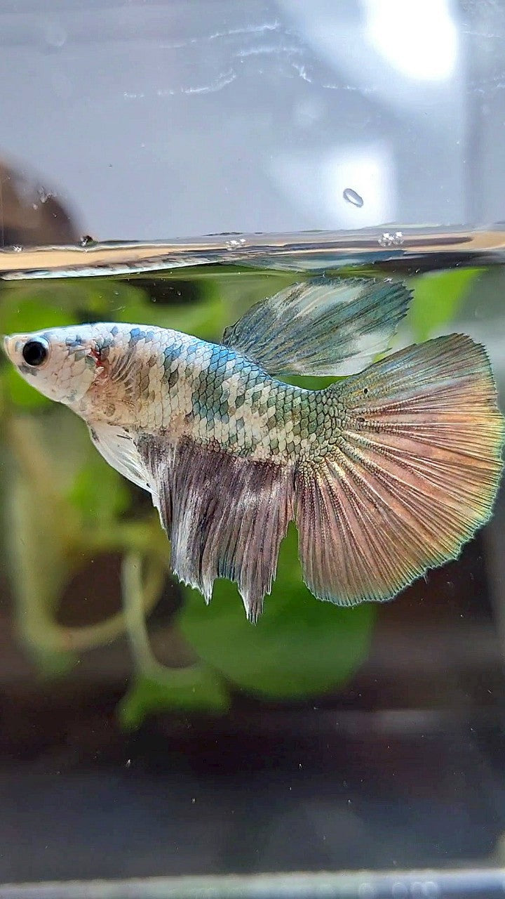 HALFMOON COPPER DOTS MARBLE BETTA FISH