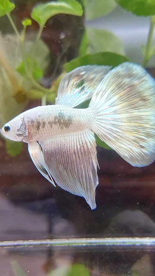 HALFMOON COPPER RIM BUTTERFLY BETTA FISH