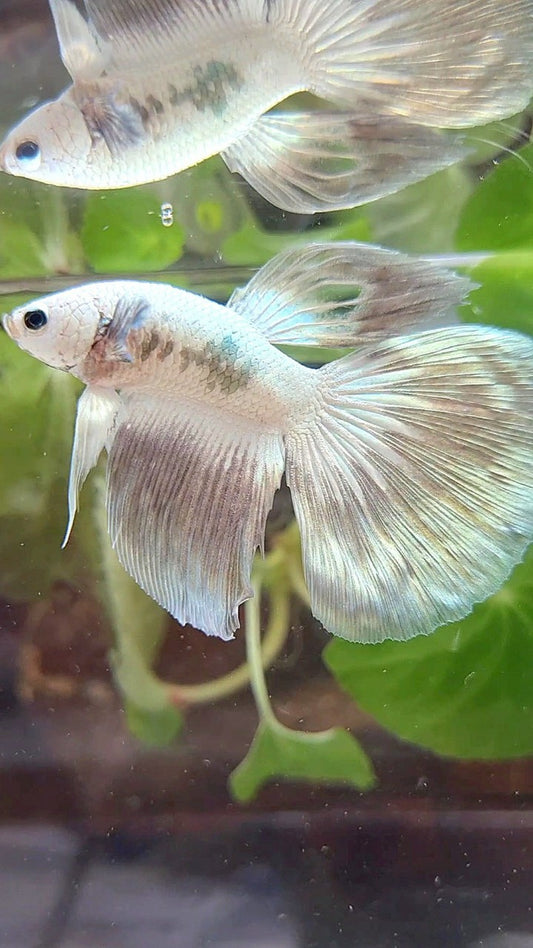HALFMOON COPPER RIM BUTTERFLY BETTA FISH