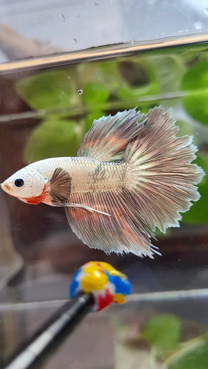 HALFMOON ROSETAIL COPPER RIM MARBLE FLAMINGGO PATTERN BETTA FISH