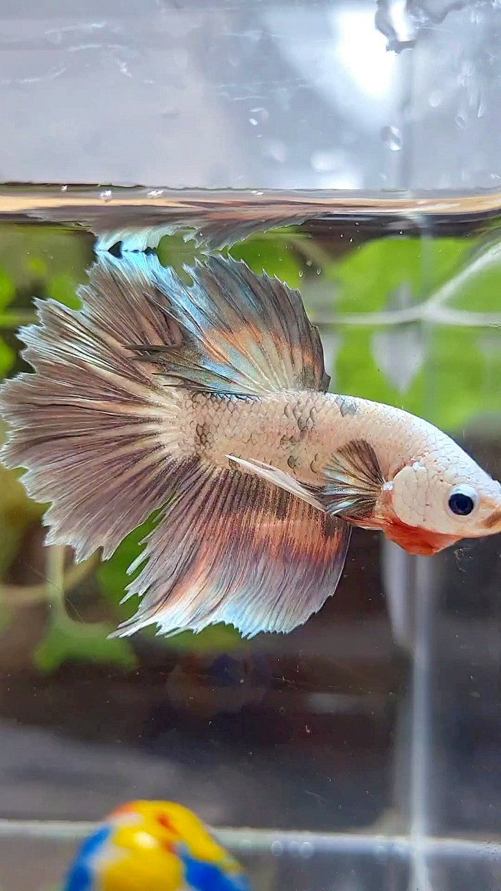 HALFMOON ROSETAIL COPPER RIM MARBLE FLAMINGGO PATTERN BETTA FISH