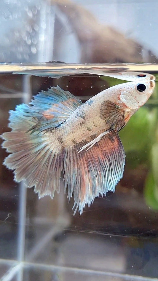 HALFMOON ROSETAIL COPPER RIM MARBLE FLAMINGGO PATTERN BETTA FISH